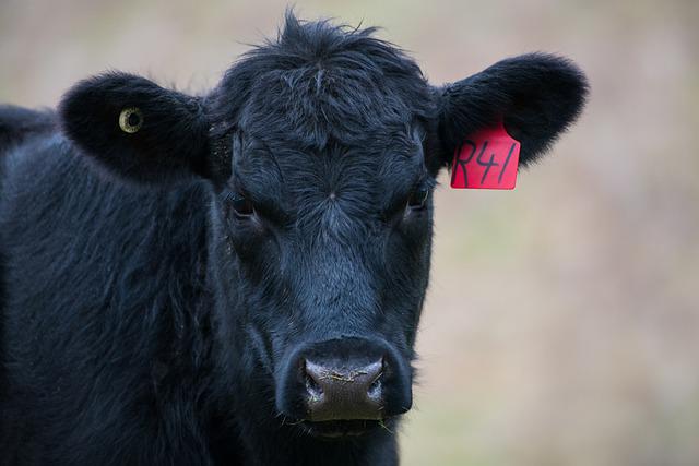 FRIGORIFICO AMANCAY S.A.I.C.A.F.I argentina beef producers